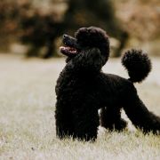 REAL EMERALD Black Dignity 