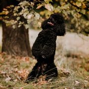 REAL EMERALD Black Dignity 