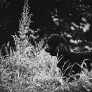 REAL EMERALD Black Dignity 