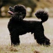 REAL EMERALD Black Dignity 