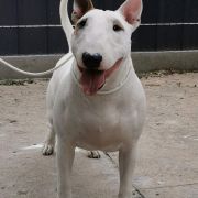 REALLY RESABIL WHITE PEARL Baradiel