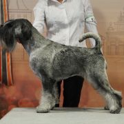 Rebellion Artax's Angels (C.I.B. PL JCH, LT JCH, PL CH, LT CH, PL GCH)