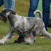 Rebellion Artax's Angels (C.I.B. PL JCH, LT JCH, PL CH, LT CH, PL GCH)