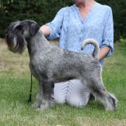 Rebellion Artax's Angels (C.I.B. PL JCH, LT JCH, PL CH, LT CH, PL GCH)