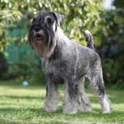 Rebellion Artax's Angels (C.I.B. PL JCH, LT JCH, PL CH, LT CH, PL GCH)