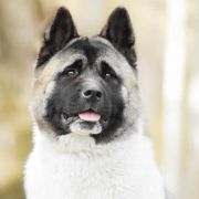 Redtone (FCI) GINEWRA