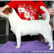 ARIZONA IN SUNSHINE Zakira FCI