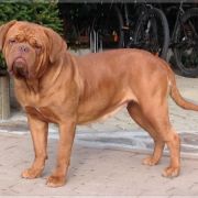 REJA ex Cubile Lamia