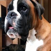 RENZO de Val de Cayone