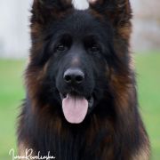 REPRODUKTOR Lolek-Bolo Westback