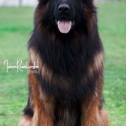 REPRODUKTOR Lolek-Bolo Westback