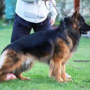 REPRODUKTOR Lolek-Bolo Westback