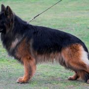 REPRODUKTOR Lolek-Bolo Westback