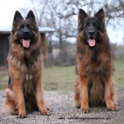 REPRODUKTOR ZENITH VOM FRANKENGOLD