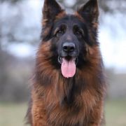 REPRODUKTOR ZENITH VOM FRANKENGOLD