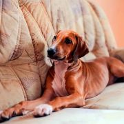 RHAROUS of Silverdale