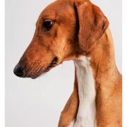 RHAROUS of Silverdale 3