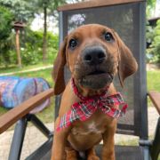 RHODESIAN RIDGEBACK DYMACZEWSKA KRAINA „S”
