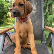 RHODESIAN RIDGEBACK DYMACZEWSKA KRAINA „S” 2