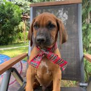 RHODESIAN RIDGEBACK DYMACZEWSKA KRAINA „S” 3