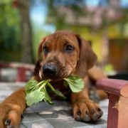 RHODESIAN RIDGEBACK DYMACZEWSKA KRAINA „S” 4
