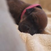 Rhodesian Ridgeback FCI - Spirit of Africa - 2026