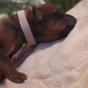 Rhodesian Ridgeback FCI - Spirit of Africa - 2026