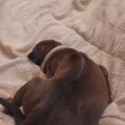 Rhodesian Ridgeback FCI - Spirit of Africa - 2026