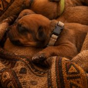 Rhodesian Ridgeback FCI - Spirit of Africa - 2026