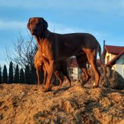 Rhodesian Ridgeback FCI - Spirit of Africa - 2026
