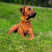 Rhodesian Ridgeback FCI - Spirit of Africa - 2026