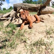 Rhodesian Ridgeback FCI - Uma Afrika Lebe FCI