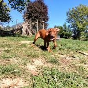 Rhodesian Ridgeback FCI - Uma Afrika Lebe FCI