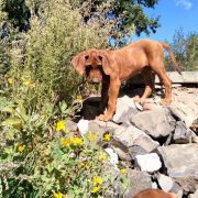 Rhodesian Ridgeback FCI - Uma Afrika Lebe FCI