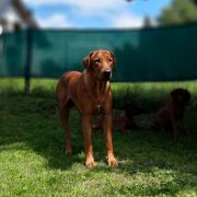 Rhodesian Ridgeback FCI - Uma Afrika Lebe FCI