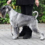 Riddick Artax's Angels (C.I.B. PL JCH, LT JCH, PL CH, LT CH, PL GCH)