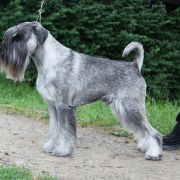 Riddick Artax's Angels (C.I.B. PL JCH, LT JCH, PL CH, LT CH, PL GCH)