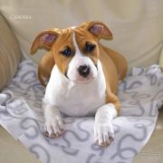 Śliczne szczenięta po suce z USA 