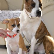 Śliczne szczenięta po suce z USA 