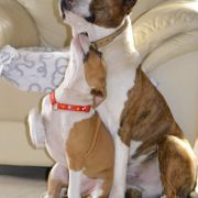 Śliczne szczenięta po suce z USA 