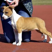 Śliczne szczenięta po suce z USA 