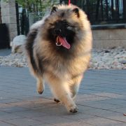 RIKKI TIKKI TAVI Iz Mirashela