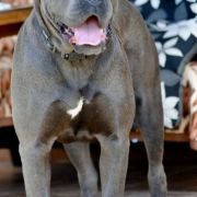 Rock and Roll Corso z Lasów Godzieskich (Zumba) 3