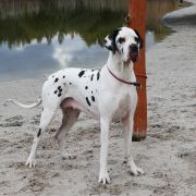 ROMILDA Czar Olbrzyma