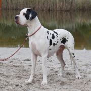 ROMILDA Czar Olbrzyma