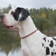 ROMILDA Czar Olbrzyma