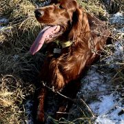 BAILEY Fiery Love (FCI)