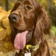 BAILEY Fiery Love (FCI)