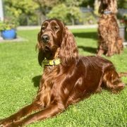 BAILEY Fiery Love (FCI)