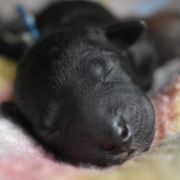 ROSE JASMINE Diamond Lamb